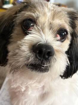 Rescue Lhasa Apso Dogs for Adoption in New Braunfels, Texas - Mr. Big | PetCurious