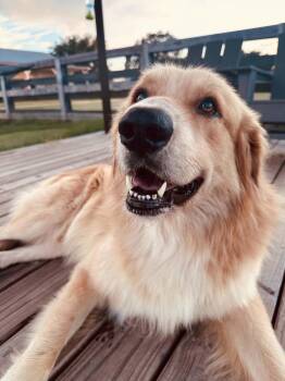 THOR -  Golden Retriever and Great Pyrenees Dog for Adoption in Houston, Texas - THOR | PetCurious