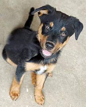 Rescue Australian Shepherd and Rottweiler Dogs for Adoption in Poway, California - Gretal | PetCurious