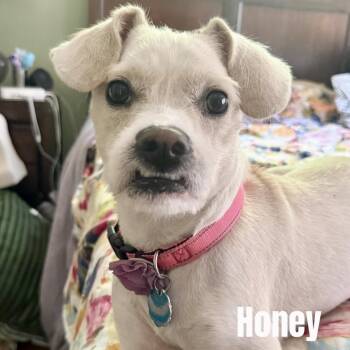 Honey -  Boston Terrier and Labrador Retriever Dog Available for Adoption - Honey | PetCurious
