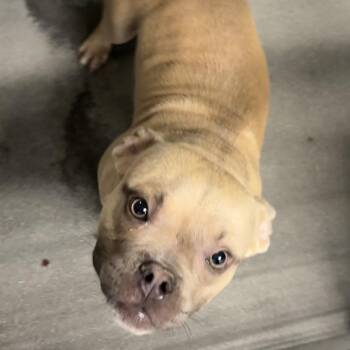 Slurpee A2295919 -  Pit Bull Terrier Dog for Adoption in Los Angeles, California - Slurpee A2295919 | PetCurious