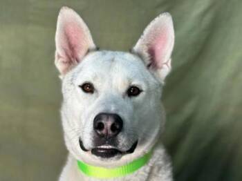 Siberian Husky and Mixed Breed Dogs Available for Adoption in Portland, Oregon - Sprite | PetCurious