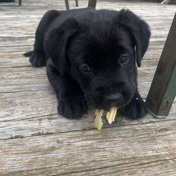 Labrador Retriever Dogs Available for Adoption in Brantford, Ontario - Leo | PetCurious