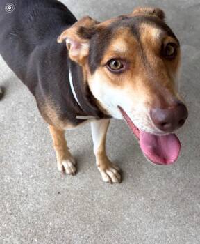 Australian Kelpie and German Shepherd Dog Dogs Available for Adoption - Amber Sparkles | PetCurious
