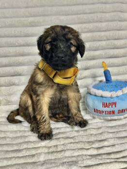 Labrador Retriever and Golden Retriever Dogs Available for Adoption - Larkspur | PetCurious