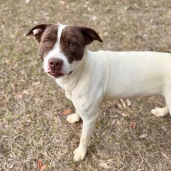 Mixed Breed Dogs Available for Adoption - Avalanche | PetCurious