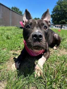 Bella Hadid -  Pit Bull Terrier Dog for Adoption in Richmond, Virginia - Bella Hadid | PetCurious
