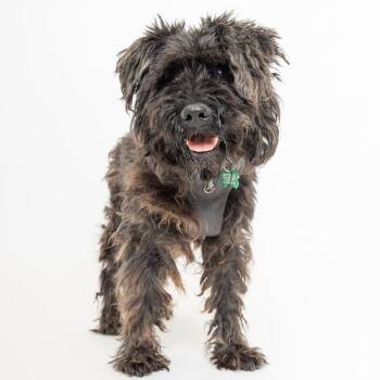 Speedo 14357 -  Schnauzer Dog for Adoption in San Francisco, California - Speedo 14357 | PetCurious
