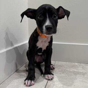 Indiana Bones -  Mixed Breed Dog for Adoption in Las Vegas, Nevada - Indiana Bones | PetCurious