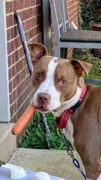 Terrier Dogs Available for Adoption in Herndon, Virginia - Metro | PetCurious