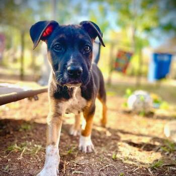 Shepherd and Terrier Dogs Available for Adoption in Palm Harbor, Florida - Kirby | PetCurious