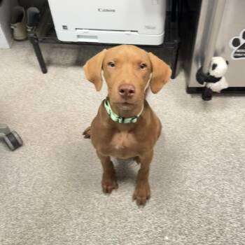 Peaches -  Mixed Breed Dog for Adoption in Englewood, Florida - Peaches | PetCurious