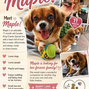 Maple -  Mixed Breed Dog for Adoption in Pleasant Valley, New York - Maple | PetCurious