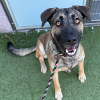 Rescue German Shepherd Dog Dogs for Adoption in Apache Junction, Arizona - Delphine | PetCurious