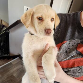 Zara -  Labrador Retriever Dog Available for Adoption in Oak Grove, Minnesota - Zara | PetCurious