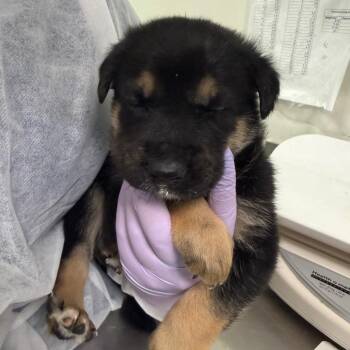 Mixed Breed Dogs Available for Adoption in Charleston, West Virginia - Miner 49er | PetCurious