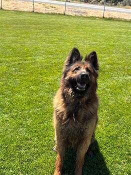 Grizz -  German Shepherd Dog Dog for Adoption in Prineville, Oregon - Grizz | PetCurious