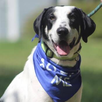 Sadie -  Hound Dog for Adoption in Columbia, South Carolina - Sadie | PetCurious