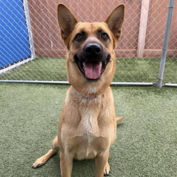 Lacey -  Shepherd and Mixed Breed Dog for Adoption in Hawthorne, California - Lacey | PetCurious
