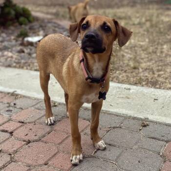 Rhodesian Ridgeback and Terrier Dogs Available for Adoption in Escondido, California - Lola | PetCurious