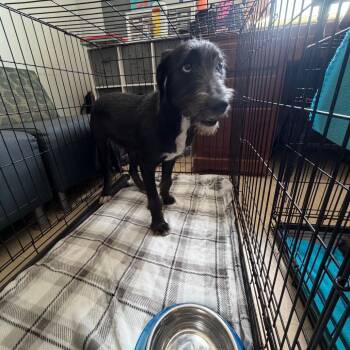 Forrest -  Mixed Breed Dog for Adoption in Hohenwald, Tennessee - Forrest | PetCurious