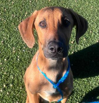 Homer -  Bloodhound Dog for Adoption in Golden, Colorado - Homer | PetCurious