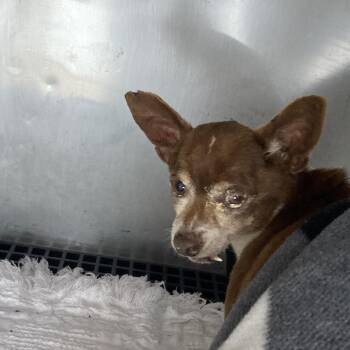 Chihuahua Dogs Available for Adoption in Philadelphia, Pennsylvania - Brutus | PetCurious