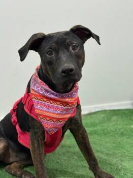 Julia-One of our Amazing Rescue Dogs -  German Pinscher and Whippet Dog for Adoption in Carlsbad, California - Julia-One Of Our Amazing Rescue Dogs | PetCurious