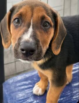 Molly -  Basset Hound Dog for Adoption in Townville, South Carolina - Molly | PetCurious
