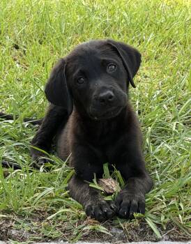 Benny -  Black Labrador Retriever and German Shepherd Dog Dog for Adoption in Groveland, Florida - Benny | PetCurious