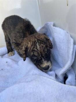 Rescue American Bulldog and Mixed Breed Dogs for Adoption in Houston, Texas - A644418 | PetCurious