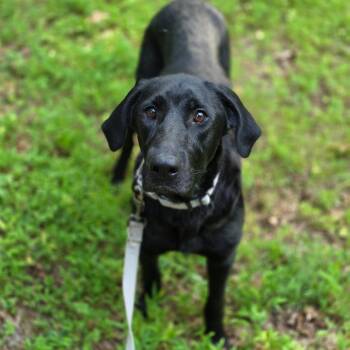 Liliaa -  Mixed Breed Dog for Adoption in Fredericksburg, Virginia - Liliaa | PetCurious