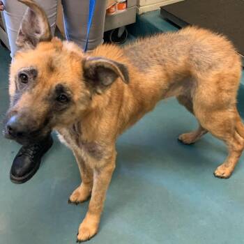Mixed Breed Dogs Available for Adoption - Pineapple | PetCurious