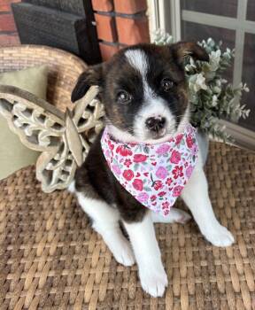 Liberty -  Border Collie and Australian Shepherd Dog for Adoption in Shawnee, Oklahoma - Liberty | PetCurious