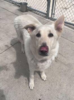 German Shepherd Dog and Great Pyrenees Dogs Available for Adoption in Bowling Green, Ohio - Kodah | PetCurious