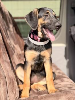 German Shepherd Dog and Labrador Retriever Dogs Available for Adoption in Pleasant Hill, California - Olive | PetCurious