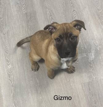 Shepherd and Hound Dogs Available for Adoption - Gizmo | PetCurious