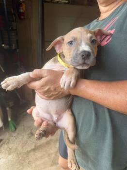 Jalen -  Mixed Breed Dog for Adoption in Jackson, Mississippi - Jalen | PetCurious