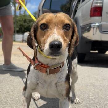 Valv -  Beagle Dog for Adoption in Columbia, South Carolina - Valv | PetCurious