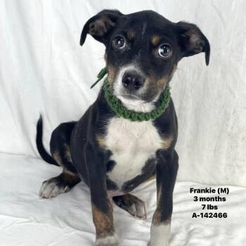 Frankie - Local August 28-30 -  Labrador Retriever Dog for Adoption in Brookshire, Texas - Frankie - Local August 28-30 | PetCurious