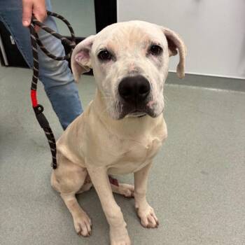 Tyke -  Pit Bull Terrier and Labrador Retriever Dog Available for Adoption in Abilene, Texas - Tyke | PetCurious
