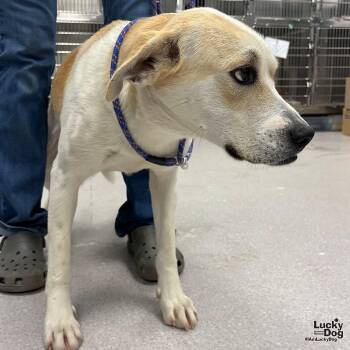 Retriever and Labrador Retriever Dogs Available for Adoption in Washington, District Of Columbia - Gabe | PetCurious