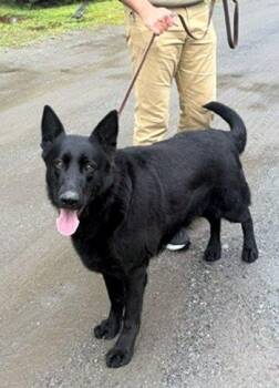 German Shepherd Dog Dogs Available for Adoption in Bedford Hills, New York - Baron | PetCurious