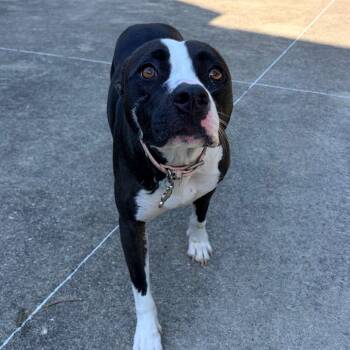 Bailey -  Terrier Dog for Adoption in Belleville, Illinois - Bailey | PetCurious