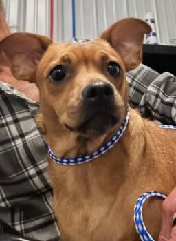 Maria -  Pug and Dachshund Dog for Adoption in Aurora, Illinois - Maria | PetCurious