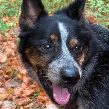 Simon -  Australian Cattle Dog Blue Heeler and Mixed Breed Dog for Adoption in Marshall, Texas - Simon | PetCurious