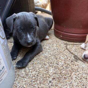 Rebel -  American Staffordshire Terrier and Labrador Retriever Dog for Adoption - Rebel | PetCurious