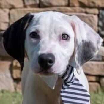 Rescue Hound and Terrier Dogs for Adoption in Cullman, Alabama - Pongo | PetCurious