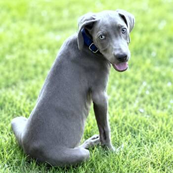 Greyson -  Weimaraner Dog for Adoption in Boerne, Texas - Greyson | PetCurious