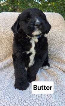 Butter -  Australian Shepherd Dog for Adoption in Hillside, Illinois - Butter | PetCurious